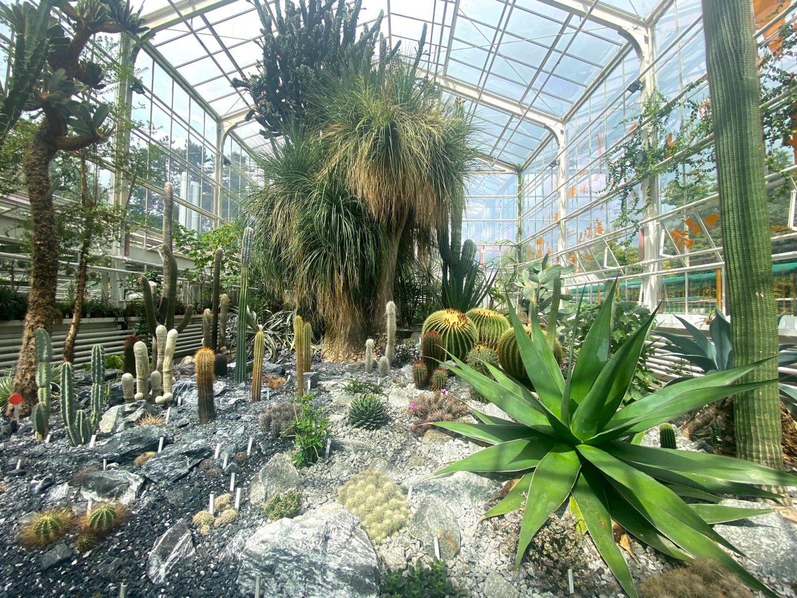 Zurich Succulent Plant Collection (Cloudia Chen)