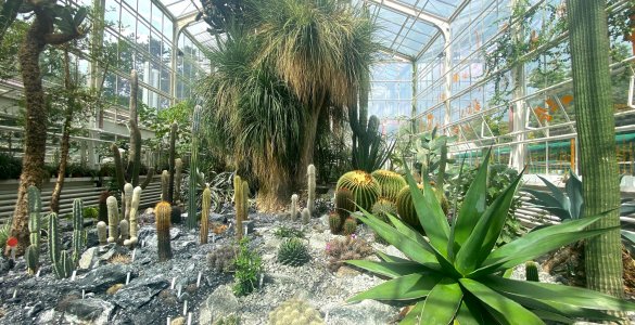 Zurich Succulent Plant Collection (Cloudia Chen)