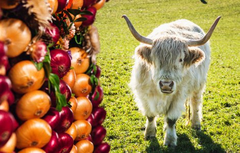 Bern Winter Weekend Zibelemärit Bern Onion Market Gurten