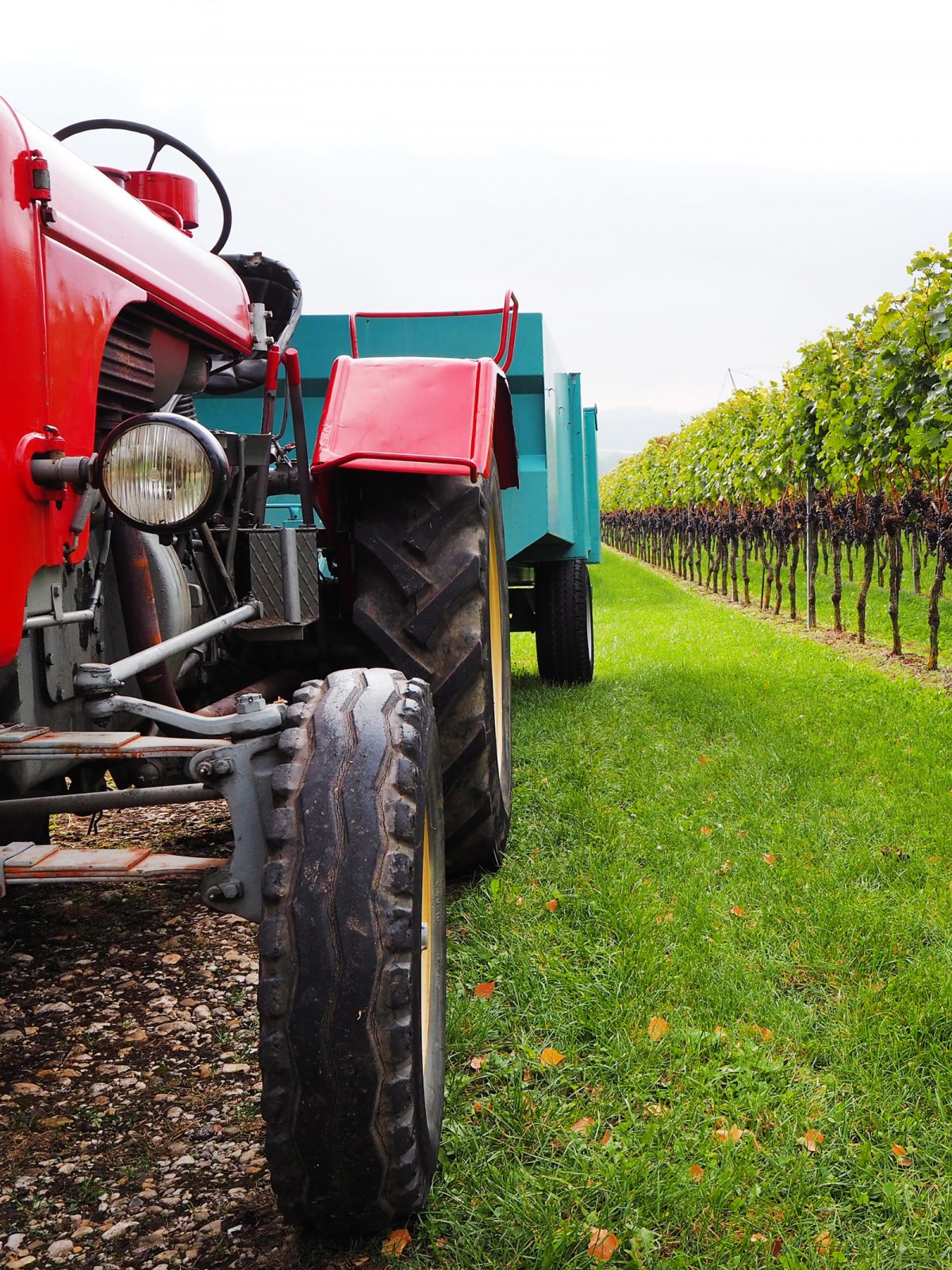 Vineyard along Lake Neuchâtel