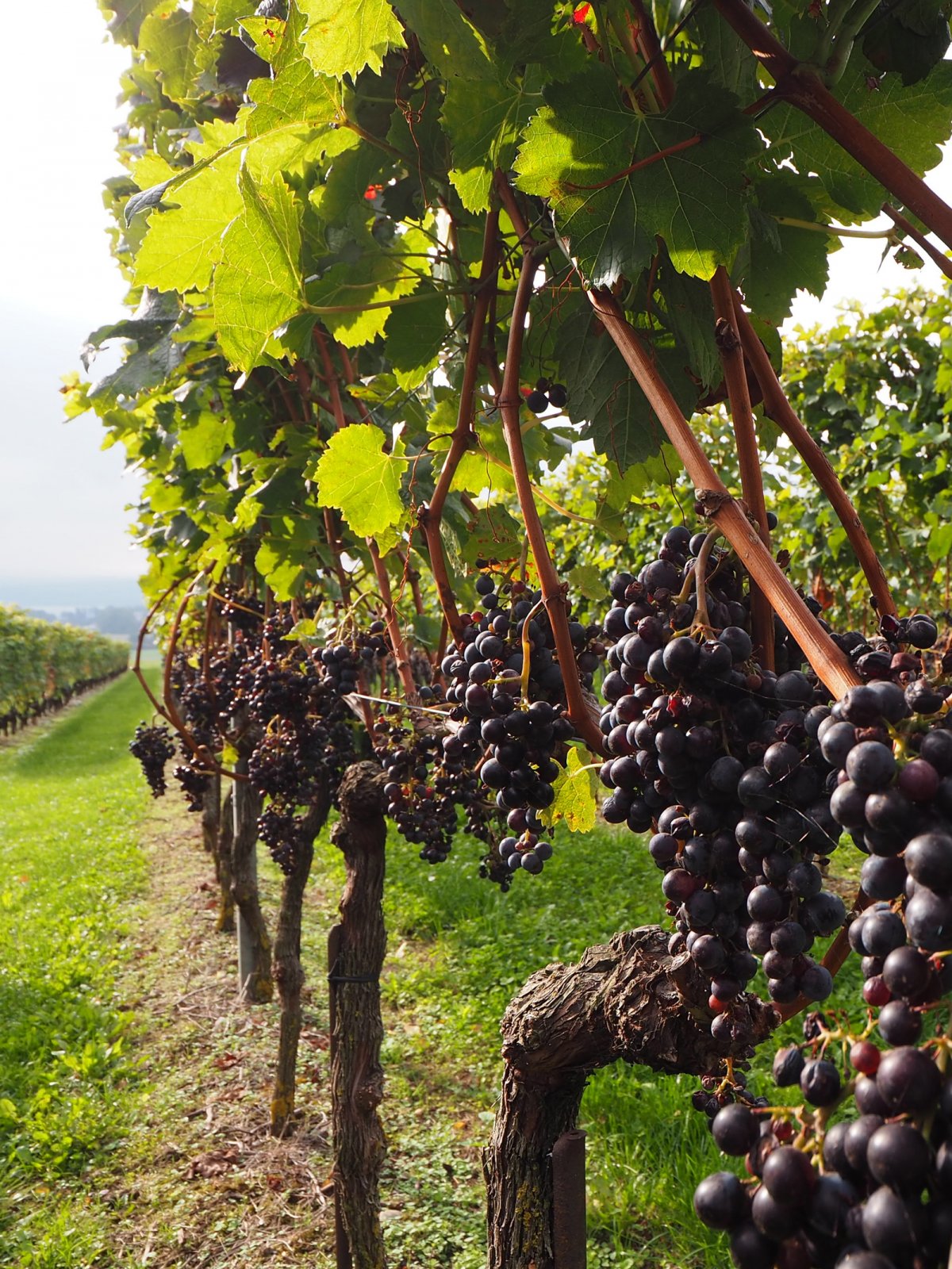 Vineyard along Lake Neuchâtel