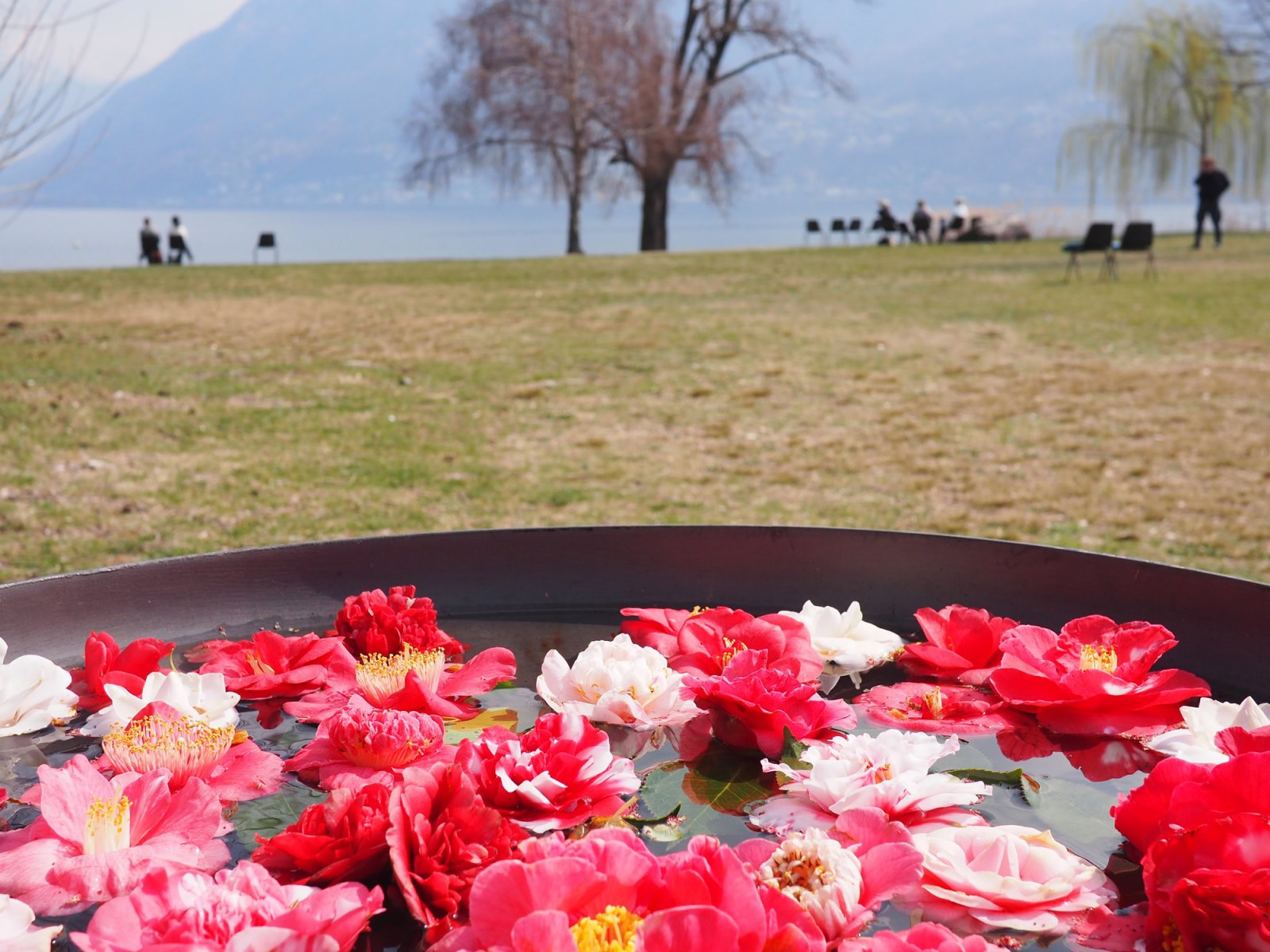 Camellia Flower Exhibit in Locarno