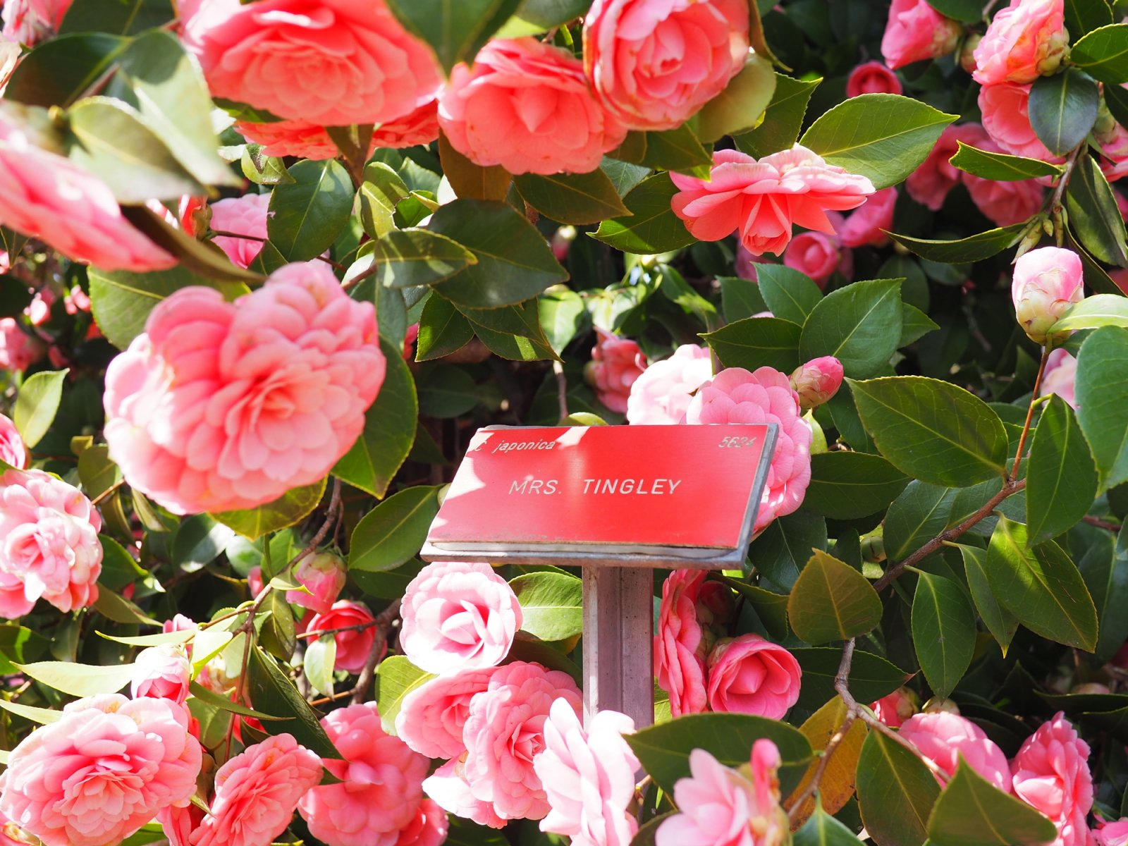 Camellia Flower Exhibit in Locarno