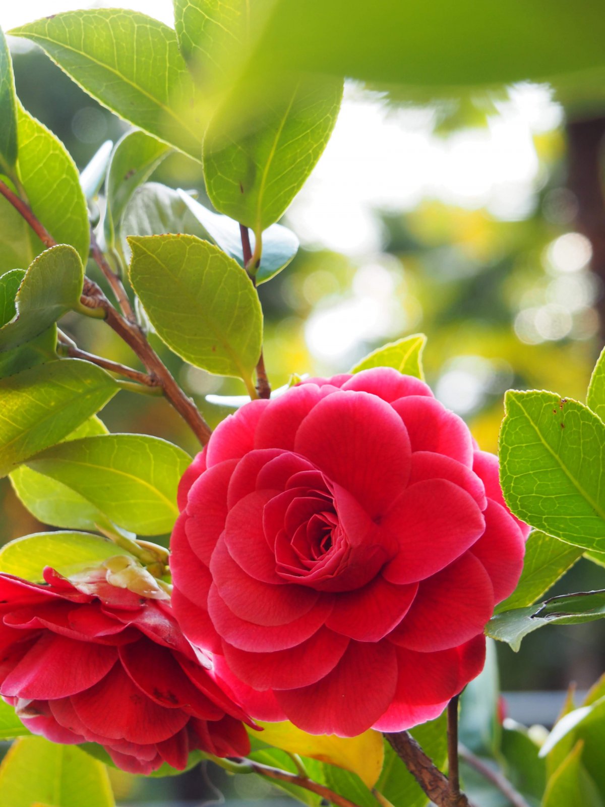 Camellia Flower Exhibit in Locarno