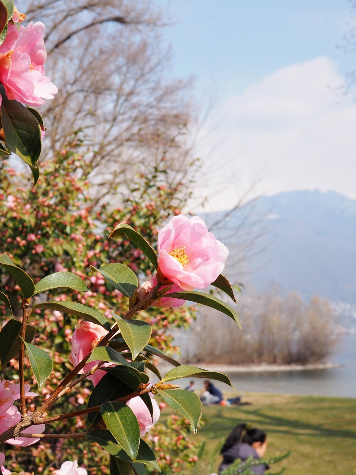 Camellia Flower Exhibit in Locarno