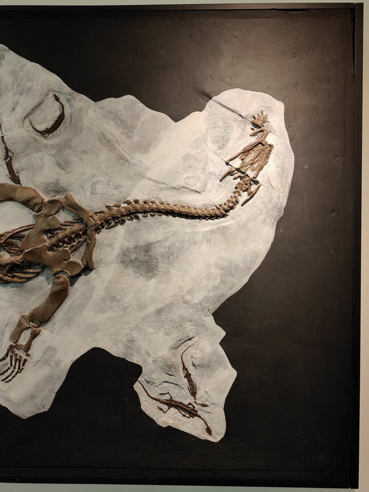 Museum of Fossils Meride