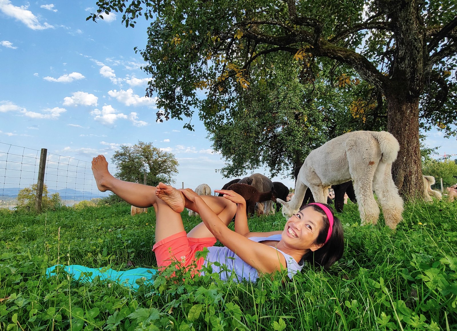 Alpacas in Switzerland - Alpaca Yoga in Maur