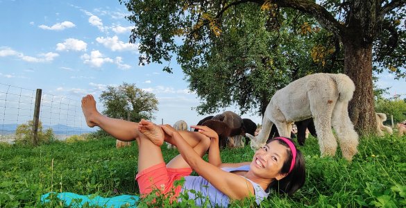 Alpacas in Switzerland - Alpaca Yoga in Maur