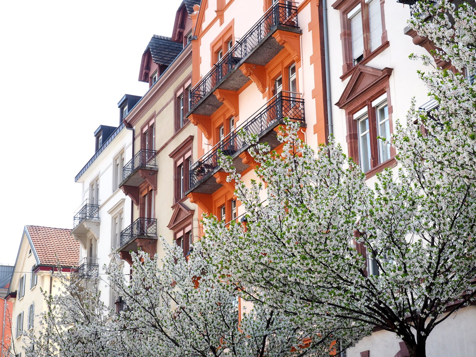 Cherry Blossoms at Bertastrasse in Zurich