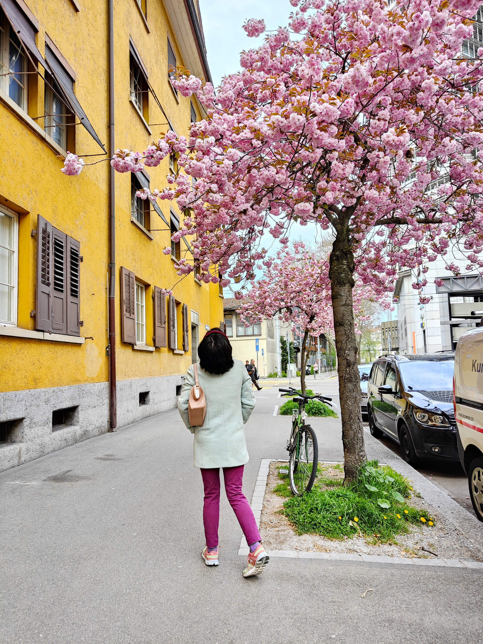 Cherry Blossoms at Gasometerstrasse in Zurich