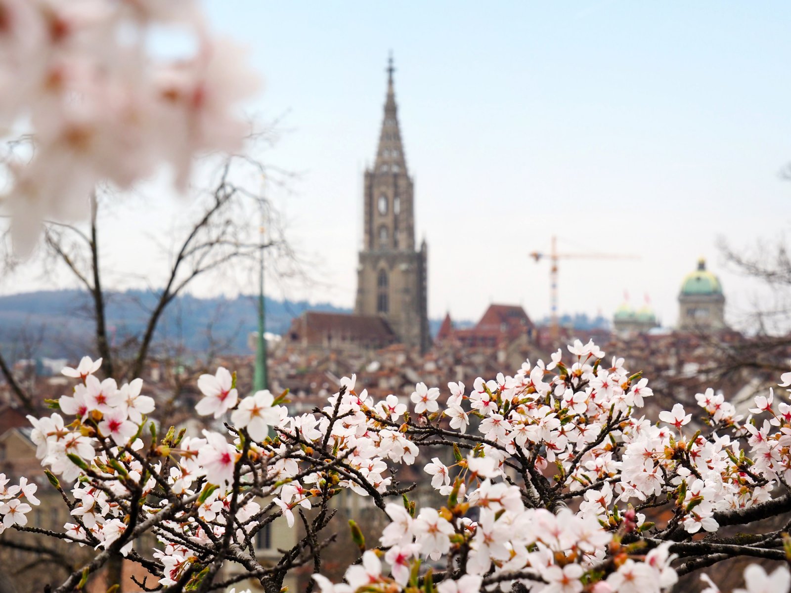 Cherry Blossoms at Rosengarten in Bern, Switzerland