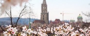Cherry Blossoms at Rosengarten in Bern, Switzerland