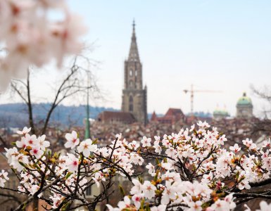 Cherry Blossoms at Rosengarten in Bern, Switzerland