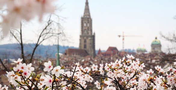 Cherry Blossoms at Rosengarten in Bern, Switzerland