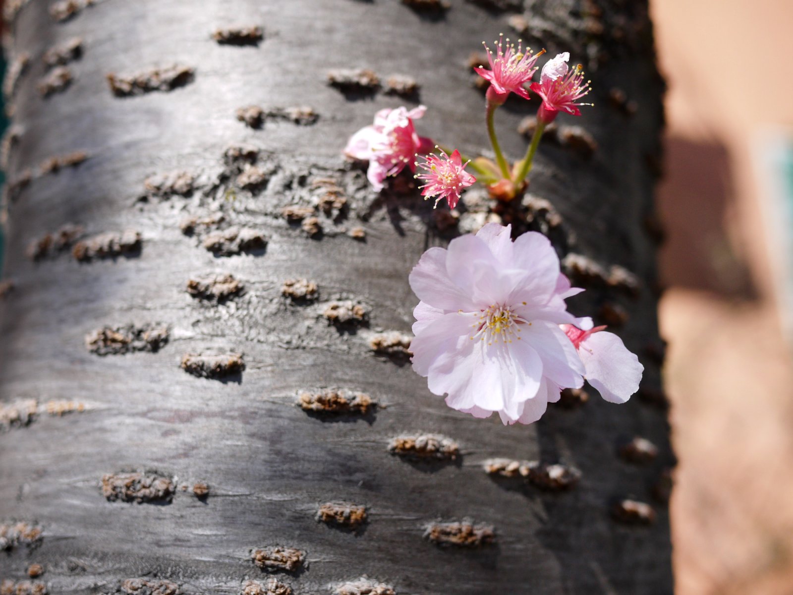 A Cherry Blossom on a Tree in Ascona