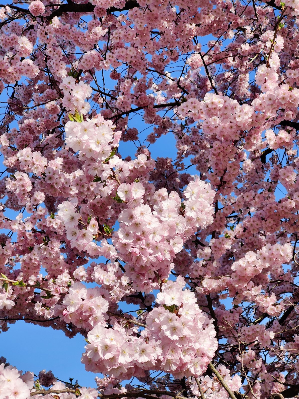 Cherry Blossoms in Switzerland