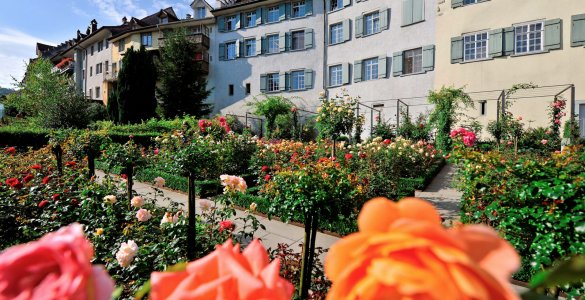 Rose and Culture Weeks in Bischofszell
