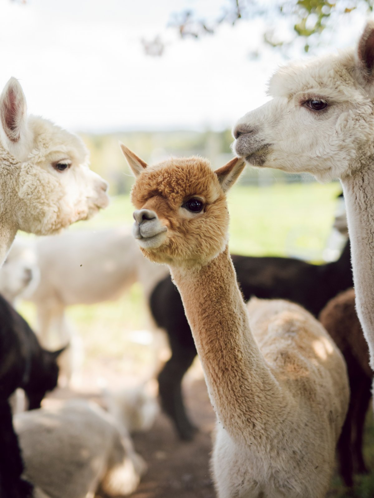 Alpaca Painting Workshop in Switzerland