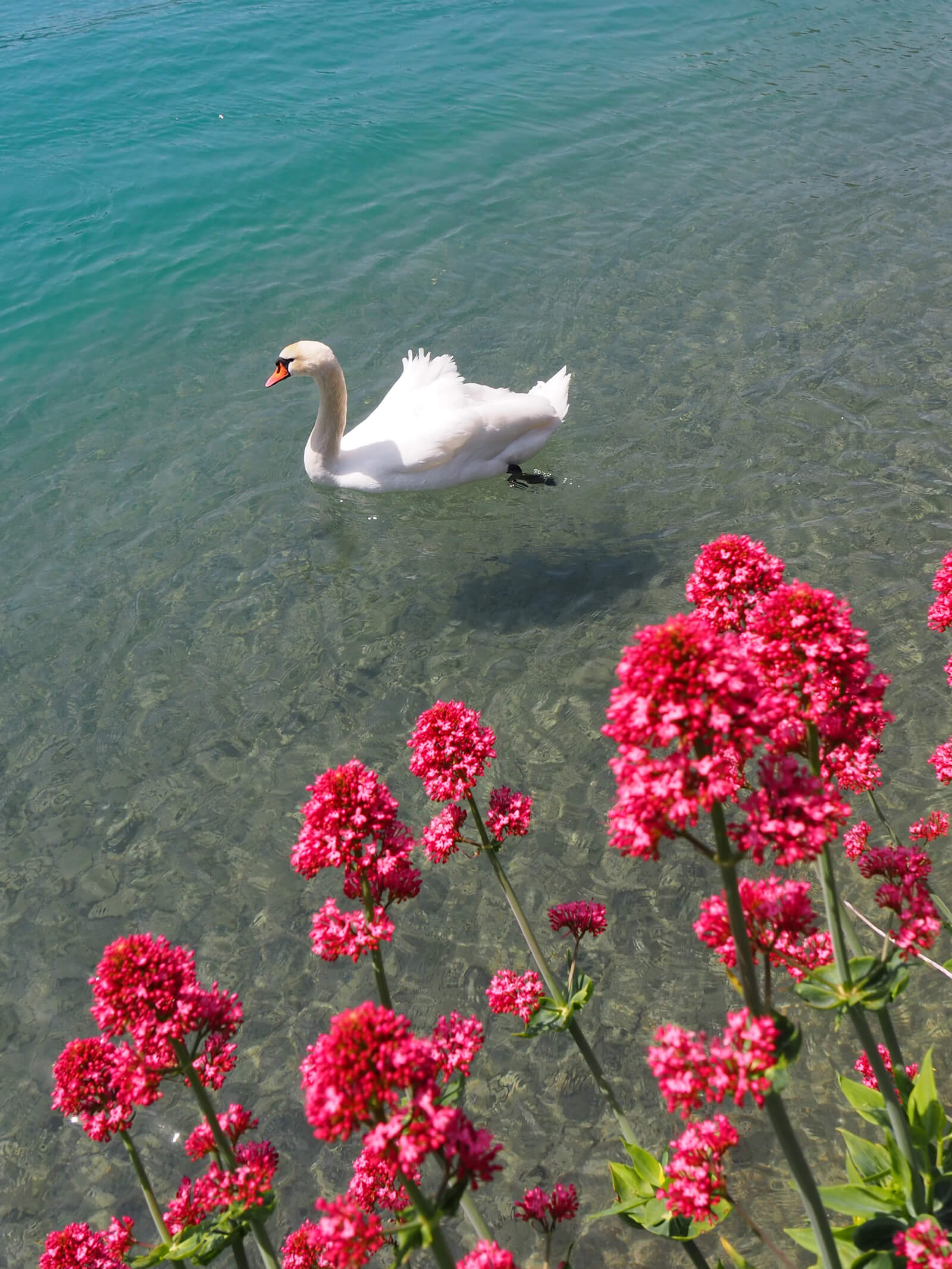 Swan Floating on Lake Brienz