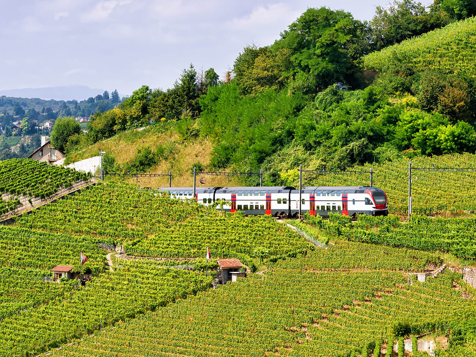 Intercity IC 1 train passing vineyards in the Lavaux region