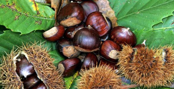 Ticino Chestnut