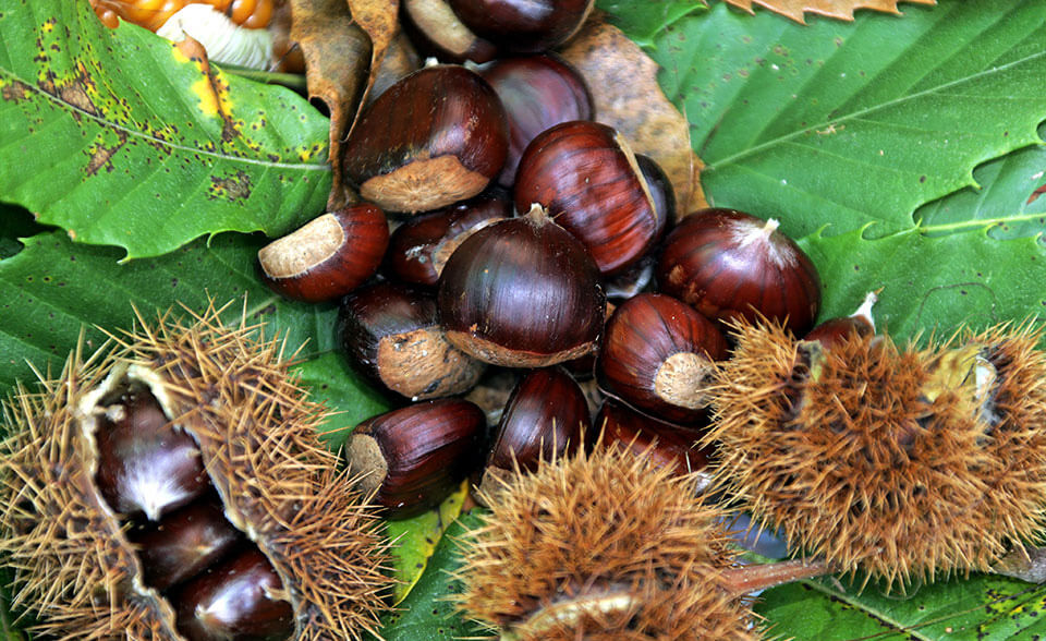 Ticino Chestnut