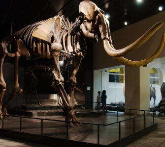 Mammoth at Zoological Museum of the University of Zurich