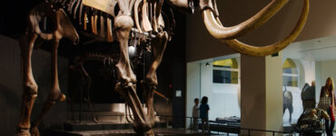 Mammoth at Zoological Museum of the University of Zurich