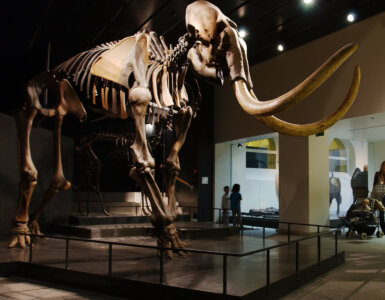 Mammoth at Zoological Museum of the University of Zurich