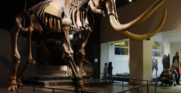 Mammoth at Zoological Museum of the University of Zurich