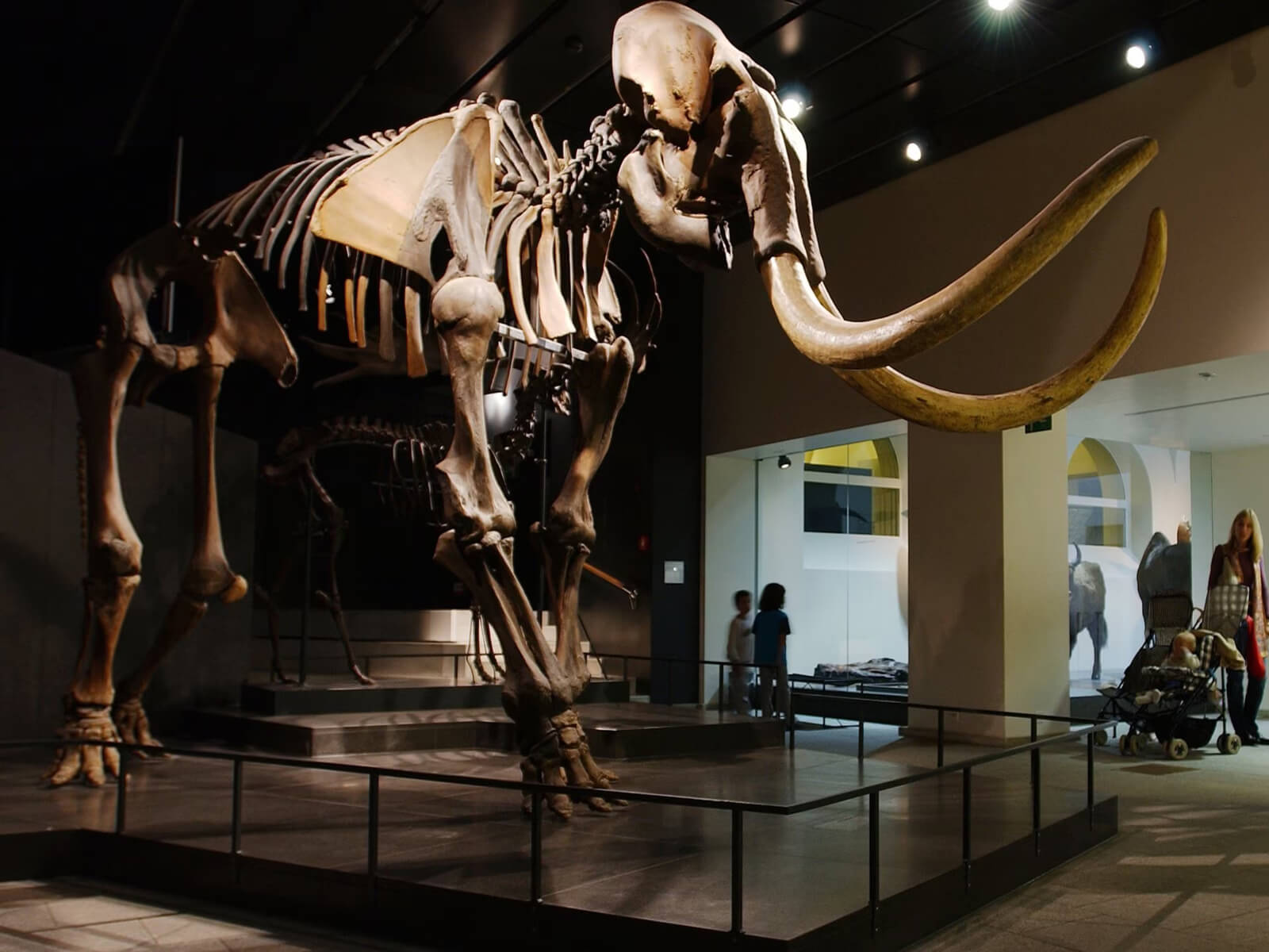 Mammoth at Zoological Museum of the University of Zurich