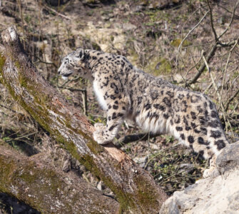 Zoo Zürich Panthera - Snow Leopard - Copyright Zoo Zürich/Enzo Franchini
