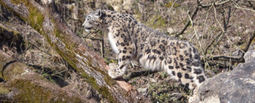 Zoo Zürich Panthera - Snow Leopard - Copyright Zoo Zürich/Enzo Franchini