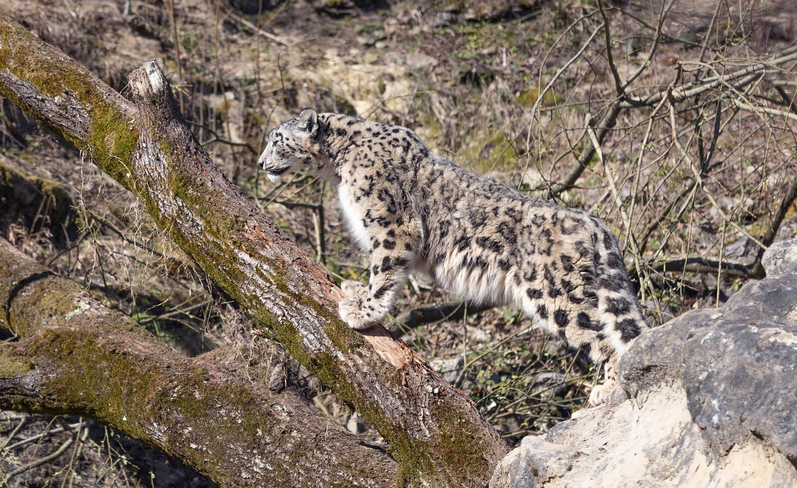 Zoo Zürich Panthera - Snow Leopard - Copyright Zoo Zürich/Enzo Franchini