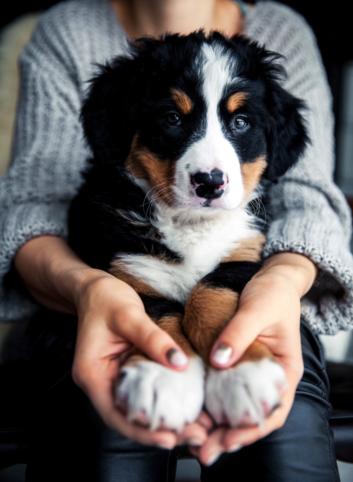 Bernese Mountain Dog Puppy