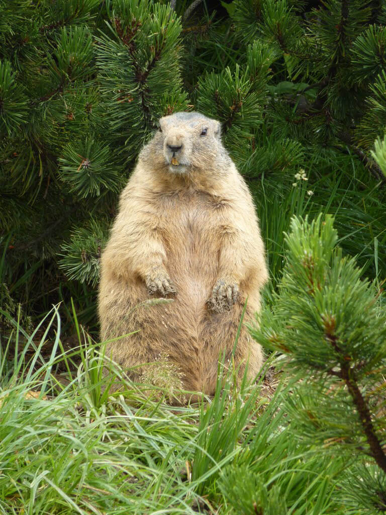 Stanserhorn Guide - Live Marmot