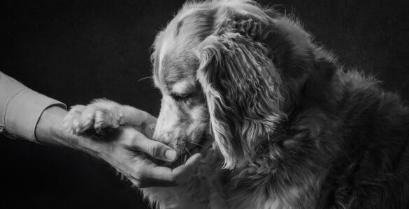 Pepper - Copyright Mont-Blanc Photography - Heather Ennis